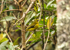 Pachycephala hypoxantha