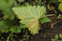 Coleosporium campanulae