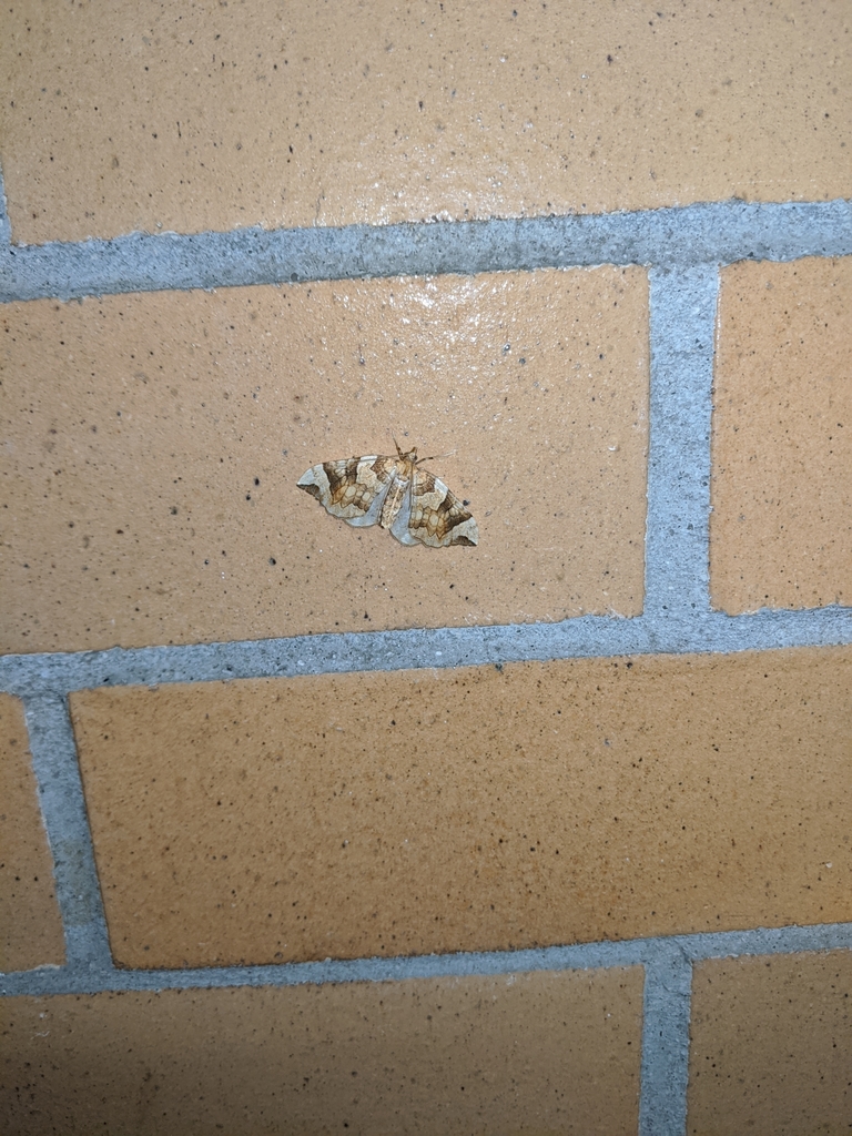 Currant Eulithis Moth