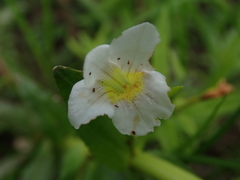 Gratiola officinalis