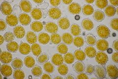 Coleosporium campanulae