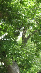 Acer negundo