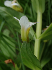 Gratiola officinalis