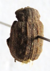Omorgus loxus
