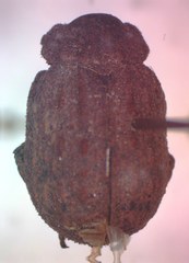 Omorgus loxus