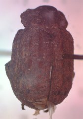 Omorgus loxus