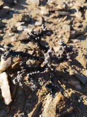 Monsonia multifida