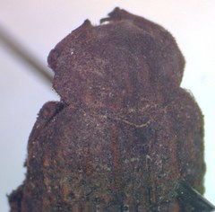 Omorgus loxus