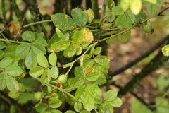 Phragmidium tuberculatum