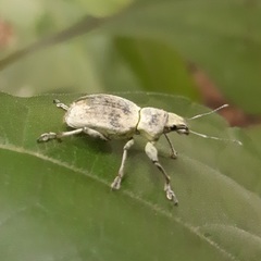 Naupactus femoratus
