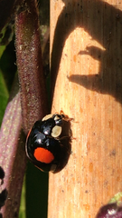 Harmonia axyridis