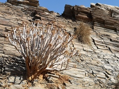 Aloidendron ramosissimum