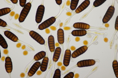 Phragmidium tuberculatum