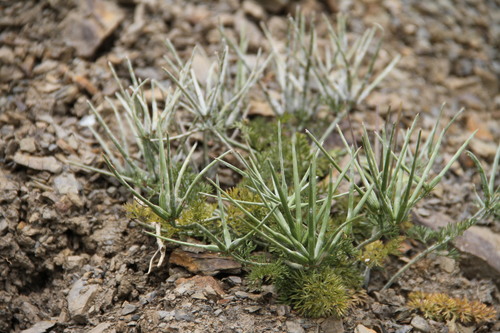 Scandix pecten-veneris iNat (2)