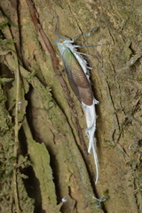 Pterodictya reticularis