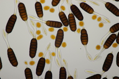 Phragmidium tuberculatum