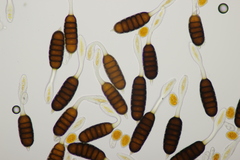 Phragmidium tuberculatum