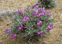 Oxytropis tragacanthoides