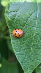 Harmonia axyridis