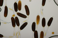 Phragmidium tuberculatum