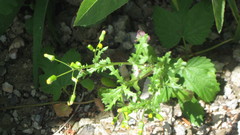 Senecio vulgaris