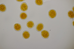 Phragmidium tuberculatum