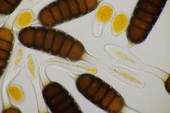 Phragmidium tuberculatum