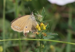 Coenonympha oedippus