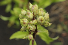 Thecaphora saponariae