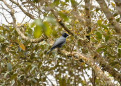 Coracina larvata normani