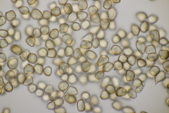 Thecaphora saponariae