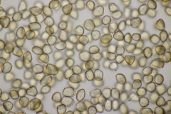Thecaphora saponariae