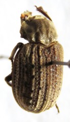 Omorgus suberosus