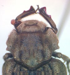 Omorgus suberosus
