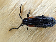 Greenarus thoracicus