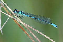 Coenagrion resolutum