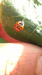 Harmonia axyridis