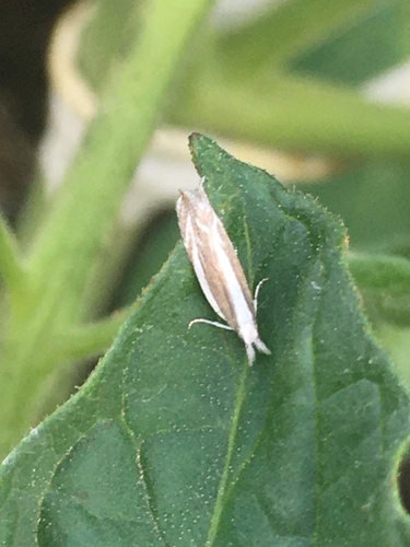 Sophronia chilonella