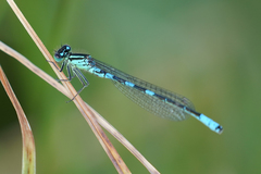 Coenagrion resolutum