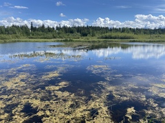 Coenagrion resolutum