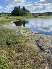 Coenagrion resolutum