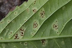 Puccinia komarovii