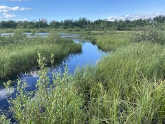 Coenagrion resolutum