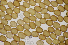 Puccinia komarovii
