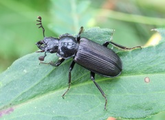 Platycerus depressus