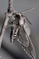Sphinx dollii