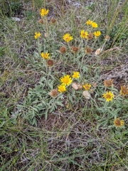 Pentanema montanum
