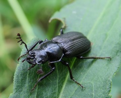 Platycerus depressus