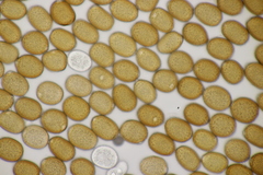 Puccinia komarovii