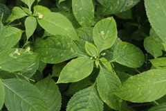 Puccinia komarovii